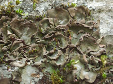 foliose=