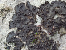 collemataceae