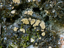 squamulose