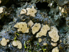 squamulose