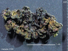 ph