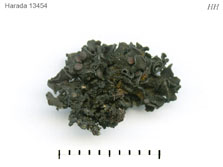 ph