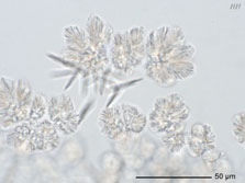 crystal