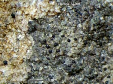 verrucaria