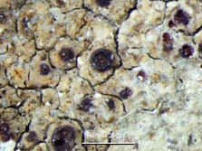 acarospora
