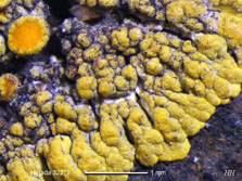 caloplaca