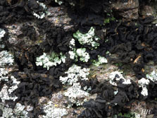 phaeophyscia