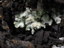 phaeophyscia