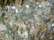 verrucaria