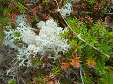 cladonia