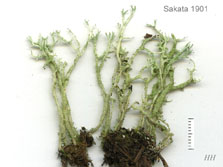 cladonia