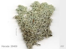 cladonia