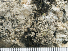 cl