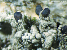 cl
