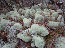 cladonia