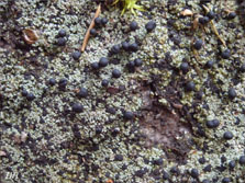 pilophorus