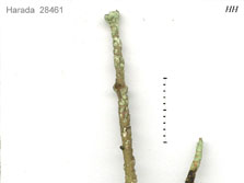cladonia