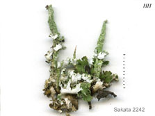 cladonia