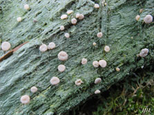 baeomyces