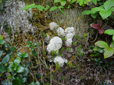 cladonia