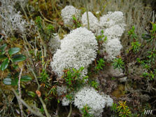 cladonia