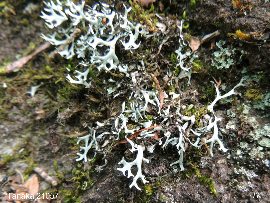 Everniastrum cirrhatum ツノマタゴケモドキ