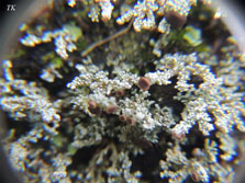 ph