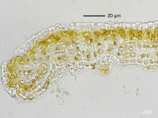 cepha-pelt
