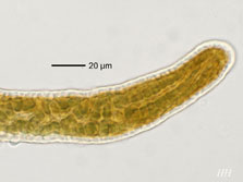 cepha-pelt