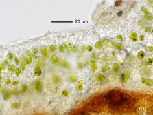 cepha-pelt
