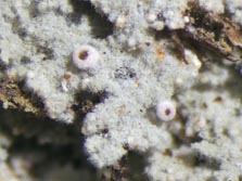 crocynia