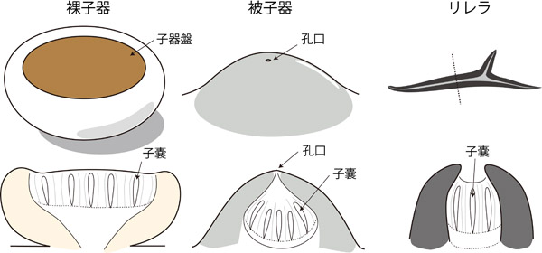 ascoma-3-types