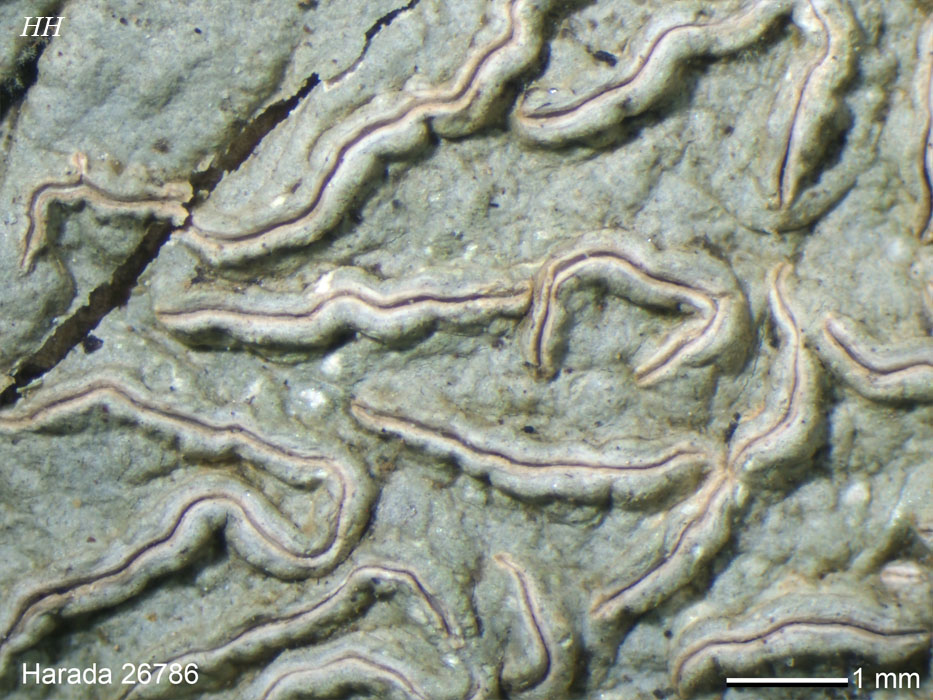 日本の地衣類 Hemithecium chlorocarpoides／セスジシロモジゴケ