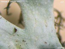 ph