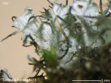 ph