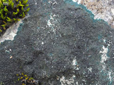 ph