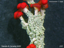 ph