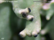 ph