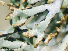 ph