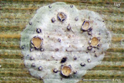 agonimiella
