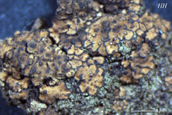 nigromarginatum