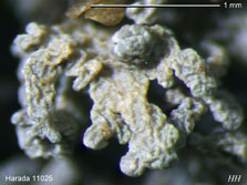 ph