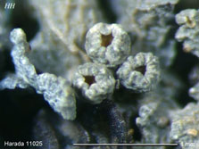 ph