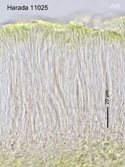 ph