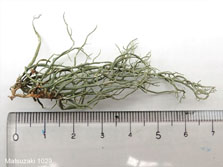 ph