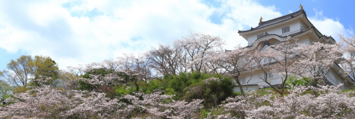 大多喜城と桜の風景
