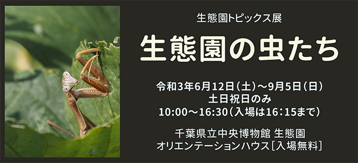 生態園トピックス展「生態園の虫たち」