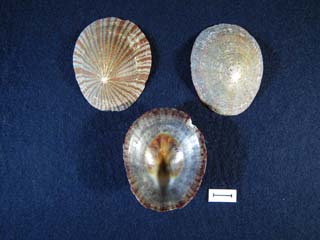 plicatula.jpg