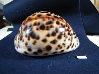 cypraea.jpg