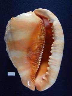 macromphalus.jpg